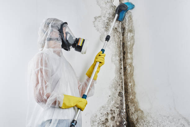 Why You Should Choose Our Mold Remediation Services in Defuniak Springs, FL